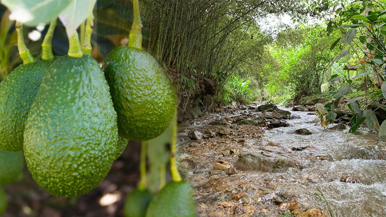 Ambientalistas, políticos, científicos y campesinos denuncian que las compañías aguacateras están contaminando el agua del Quindío con agroquímicos.