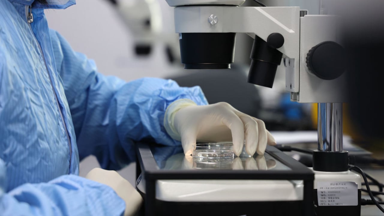 Un investigador observa un ovocito de vaca bajo un microscopio en un laboratorio de una empresa de biotecnología en Binzhou, provincia de Shandong, en el este de China, el 26 de marzo de 2024. (FOTO/Future Publishing)