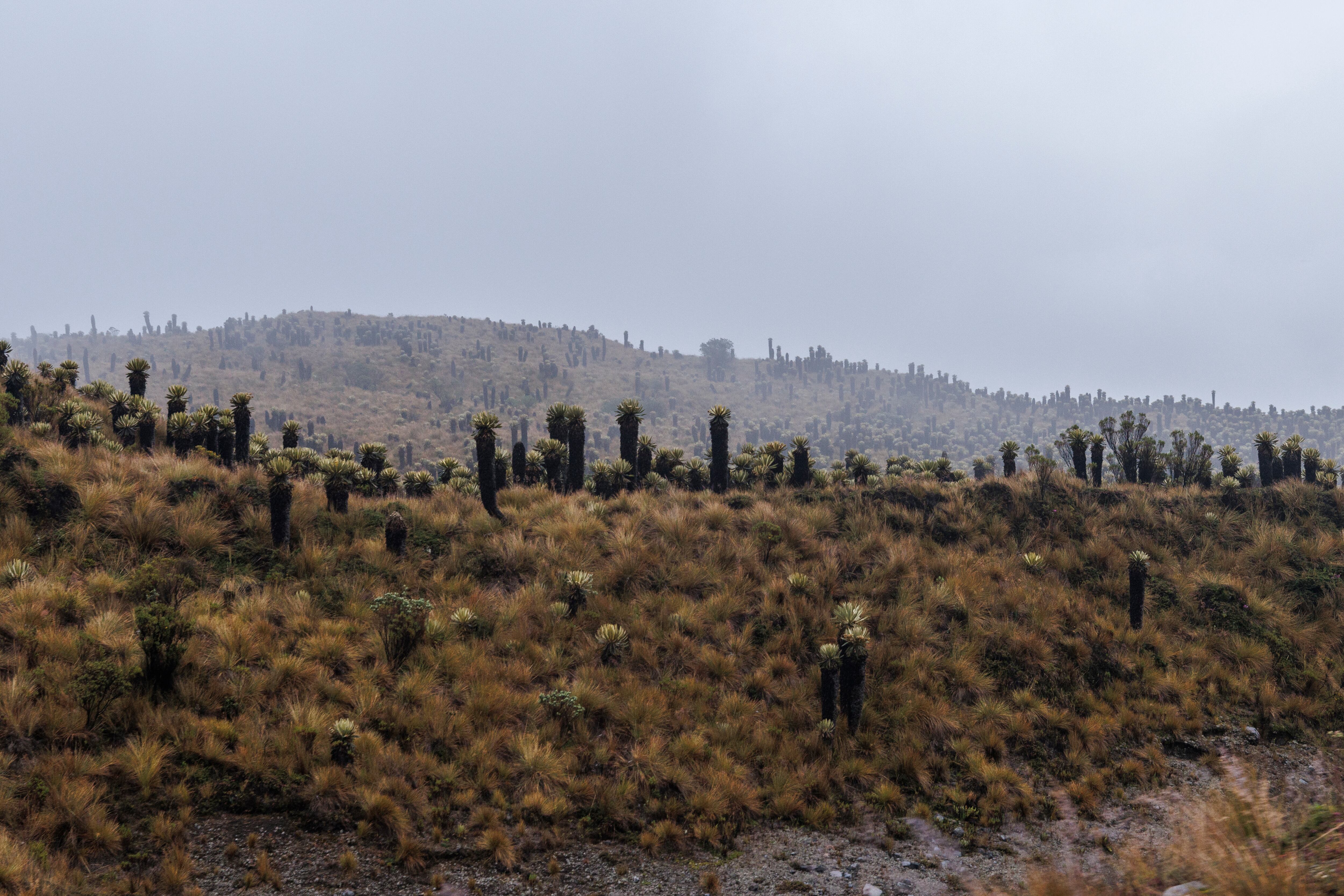Una cita histórica que marcó el inicio de una agenda regional de conservación liderada por la gobernadora del departamento, Adriana Matiz.