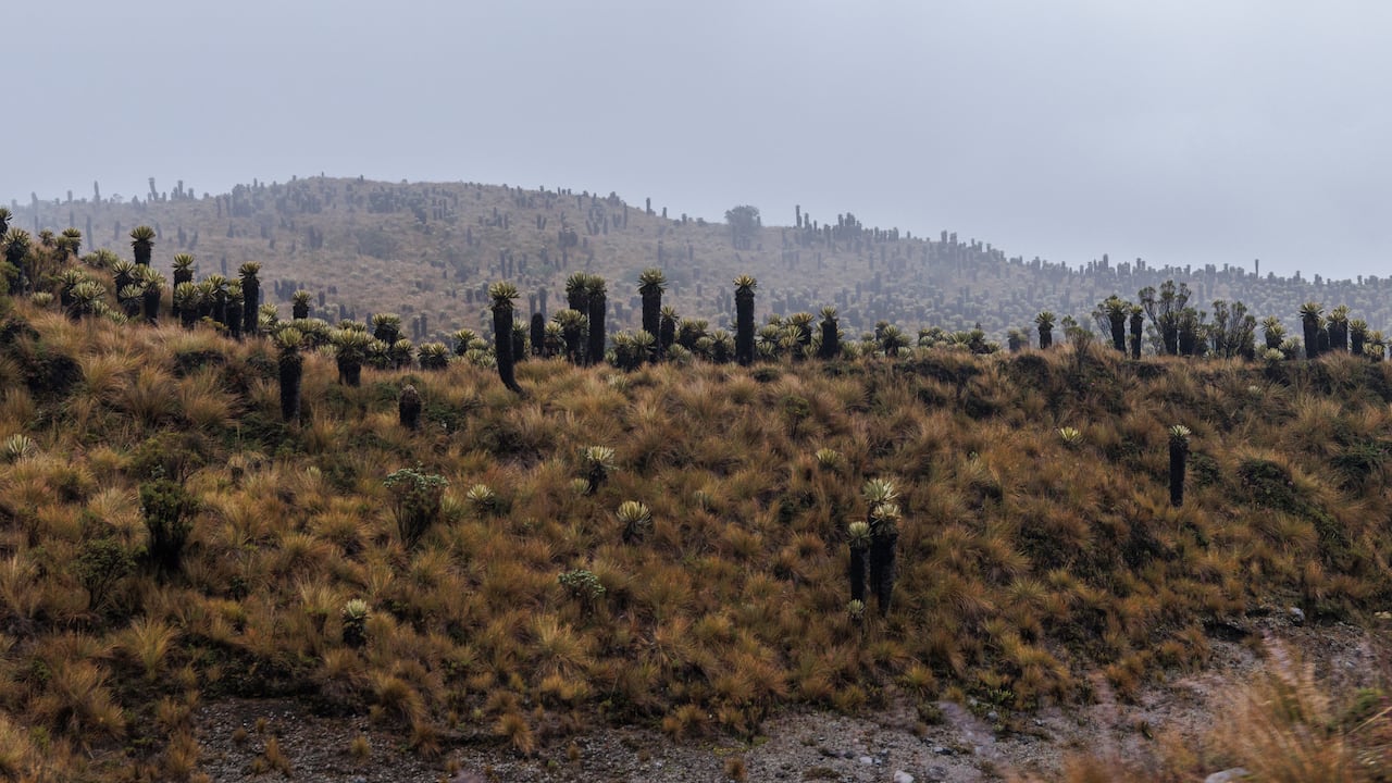 El Tolima fue escenario del Encuentro Suramericano por la Cordillera de los Andes