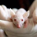 La investigación, dirigida por Jianguo Xu y publicada en el 'Journal of Biosafety and Biosecurity'descubrió que el huésped intermedio más probable era un ratón.