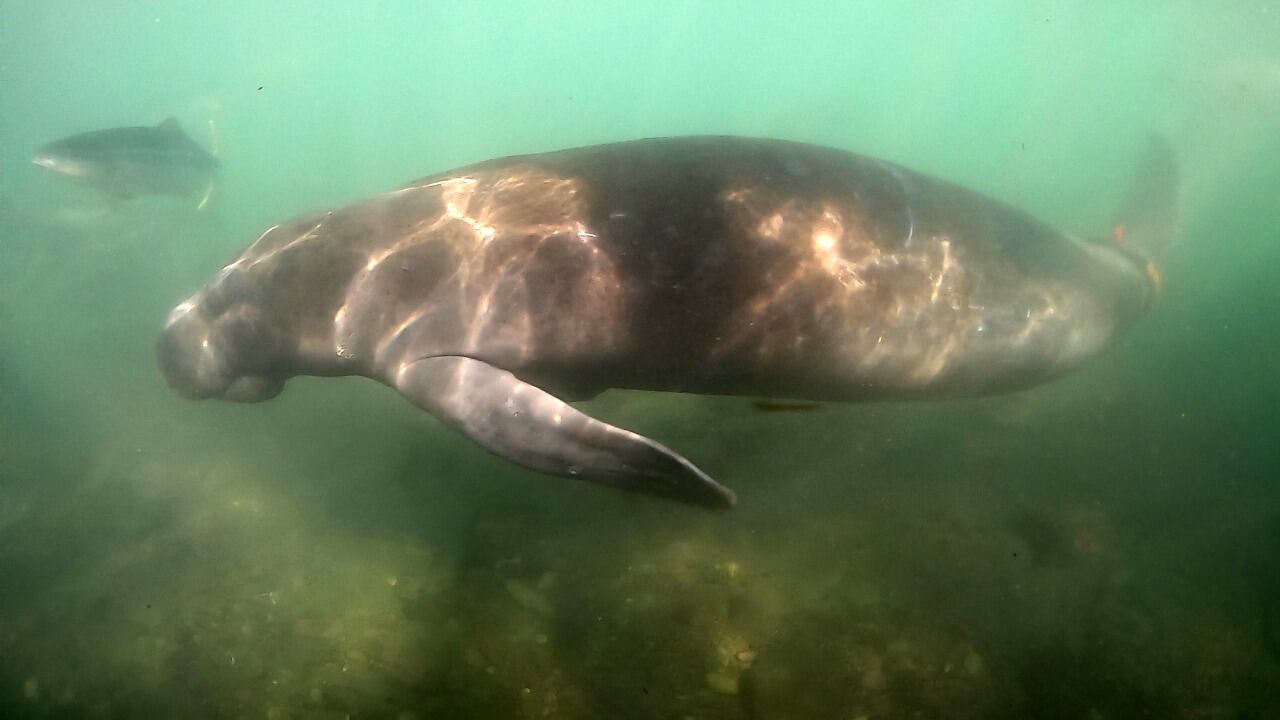 Julieta, un individuo de manatí del Caribe que habitaba cerca a El Rodadero en Santa Marta y fue asesinado en los últimos días.