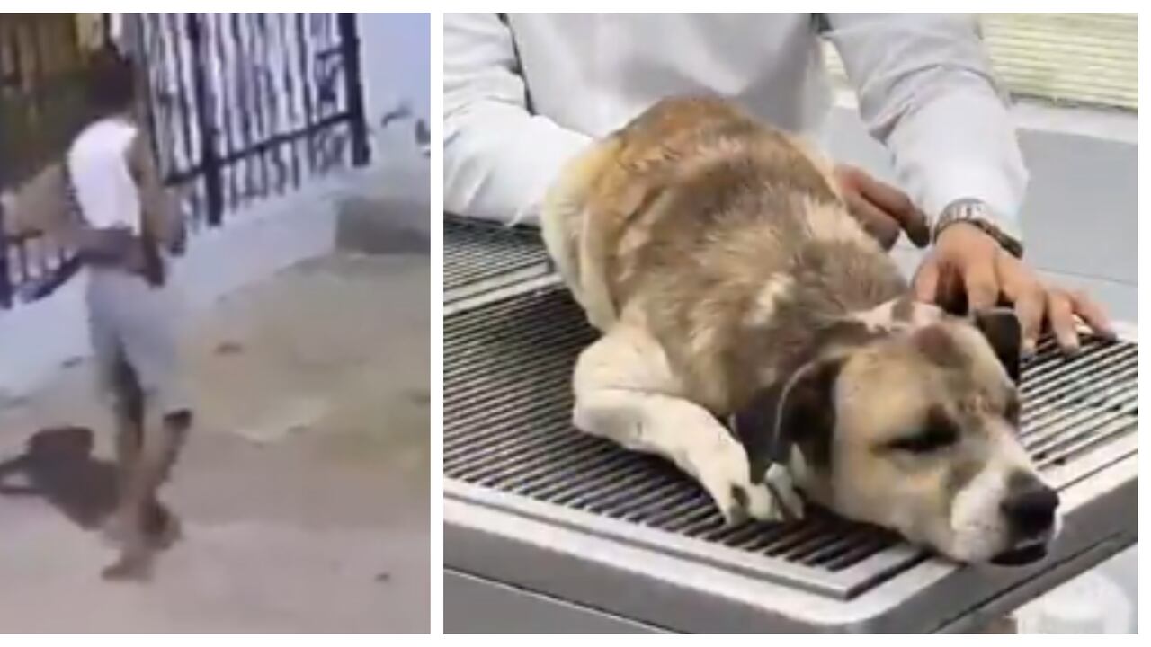 Este es Ñoño, uno de los perros atacados a machete en Arroz Barato, Cartagena.