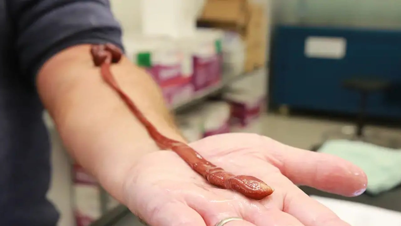 Baseodiscus el Mayor vivió durante más de dos décadas en laboratorios académicos siguiendo la carrera de su cuidador Jon Allen