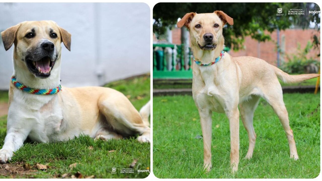 Todos los animales se entregan esterilizados, desparasitados y con esquemas de vacunación completos, además de microchip de identificación.