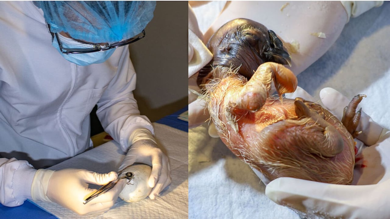 El Parque Jaime Duque celebra el nacimiento de ‘Rafiki’, un polluelo de Cóndor de los Andes tras 12 años de esfuerzos y dedicación