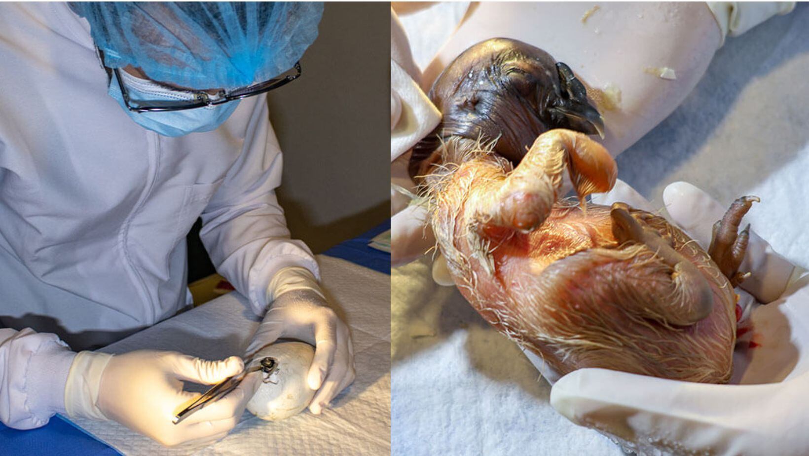 El Parque Jaime Duque celebra el nacimiento de ‘Rafiki’, un polluelo de Cóndor de los Andes tras 12 años de esfuerzos y dedicación