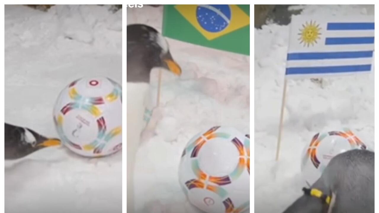 Esta vez, un grupo de pingüinos de Ski Dubai en los Emiratos Árabes Unidos han sido centro de atención por pronosticas los partidos del pasado jueves 24 de noviembre.