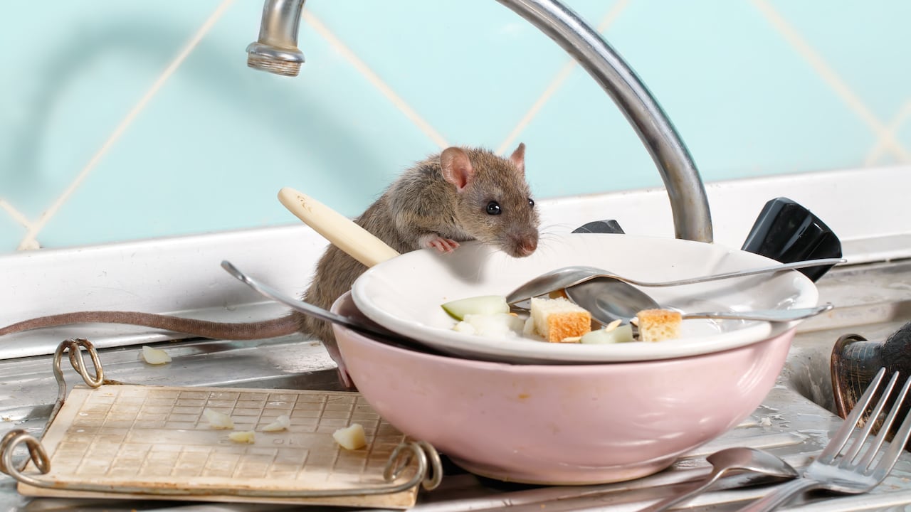 Los ratones puede contaminar los alimentos.