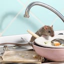 Los ratones puede contaminar los alimentos.