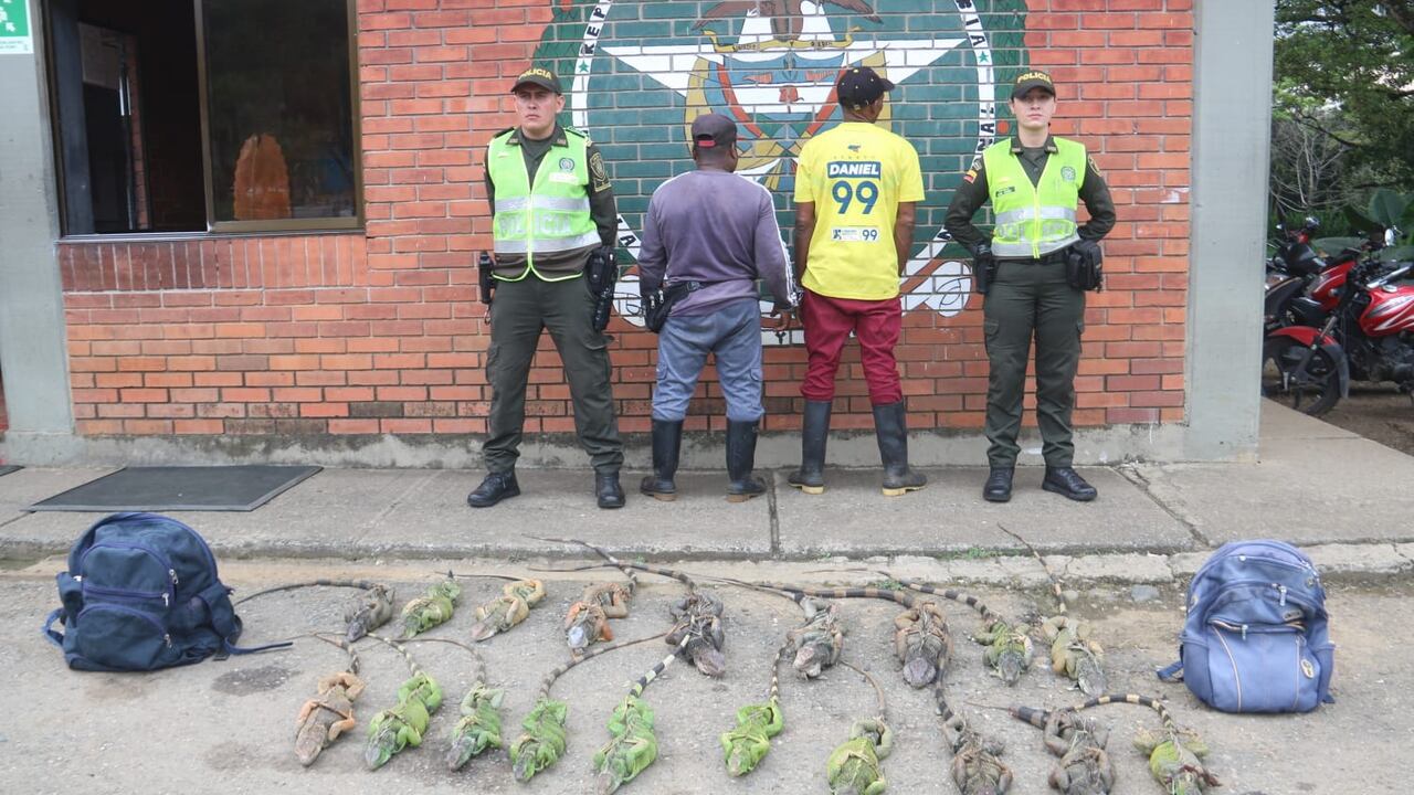 Los sujetos llevaban las iguanas amarradas dentro de dos maletines grandes.