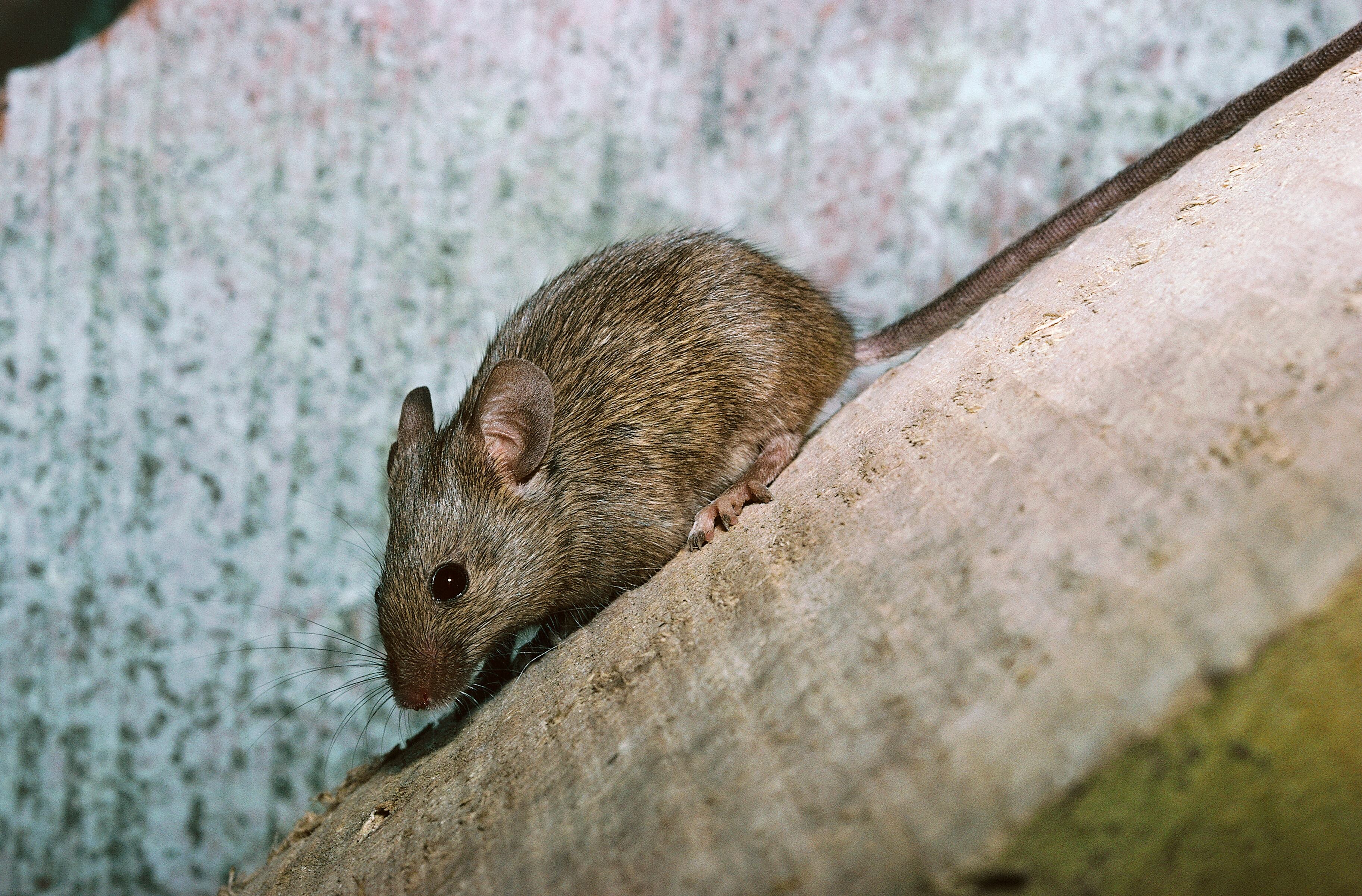Estos animales pueden ser muy dañinos.