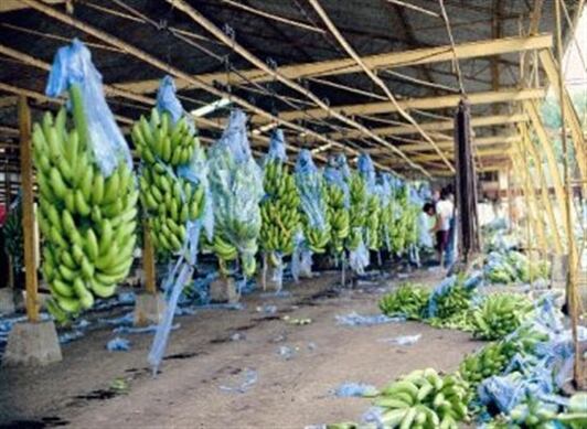 Que los bananeros paguen los impuestos es la propuesta que expuso Petro, para lo cual, anunció que, de ser presidente de Colombia, actualizaría el catastro rural del Urabá.