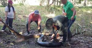 El reptil ahora es cuidado por los funcionarios de Corpoamazonia.