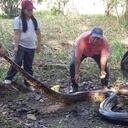 El reptil ahora es cuidado por los funcionarios de Corpoamazonia.