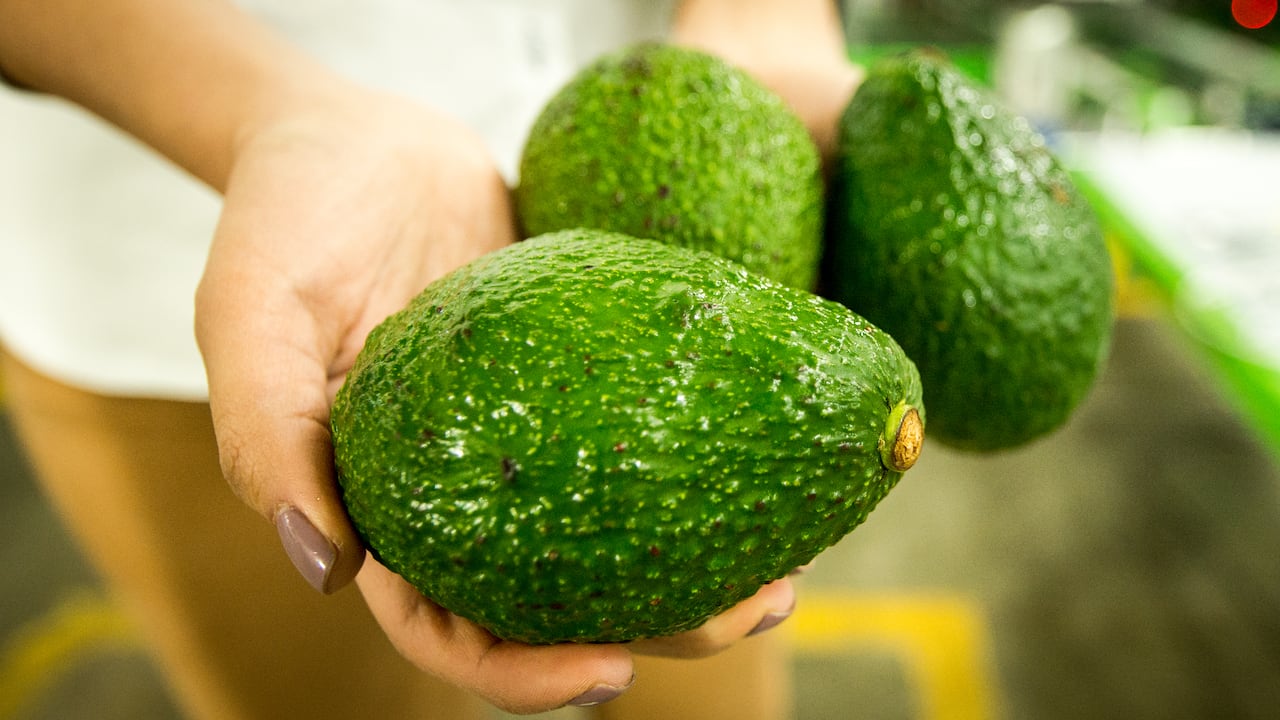 Exportación aguacate hass