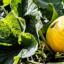 Bogotá recibió este reconocimiento por su programa de Agricultura Urbana y Periurbana.