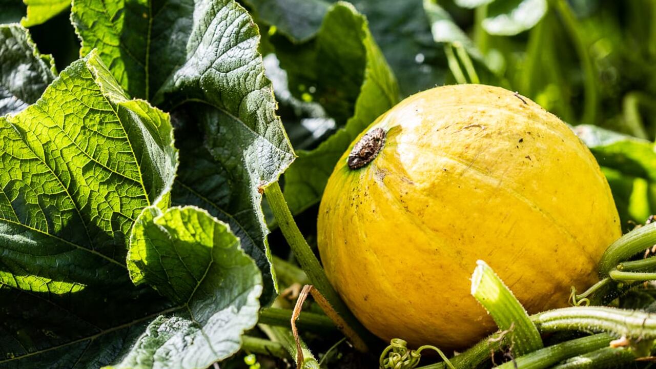 Bogotá recibió este reconocimiento por su programa de Agricultura Urbana y Periurbana.