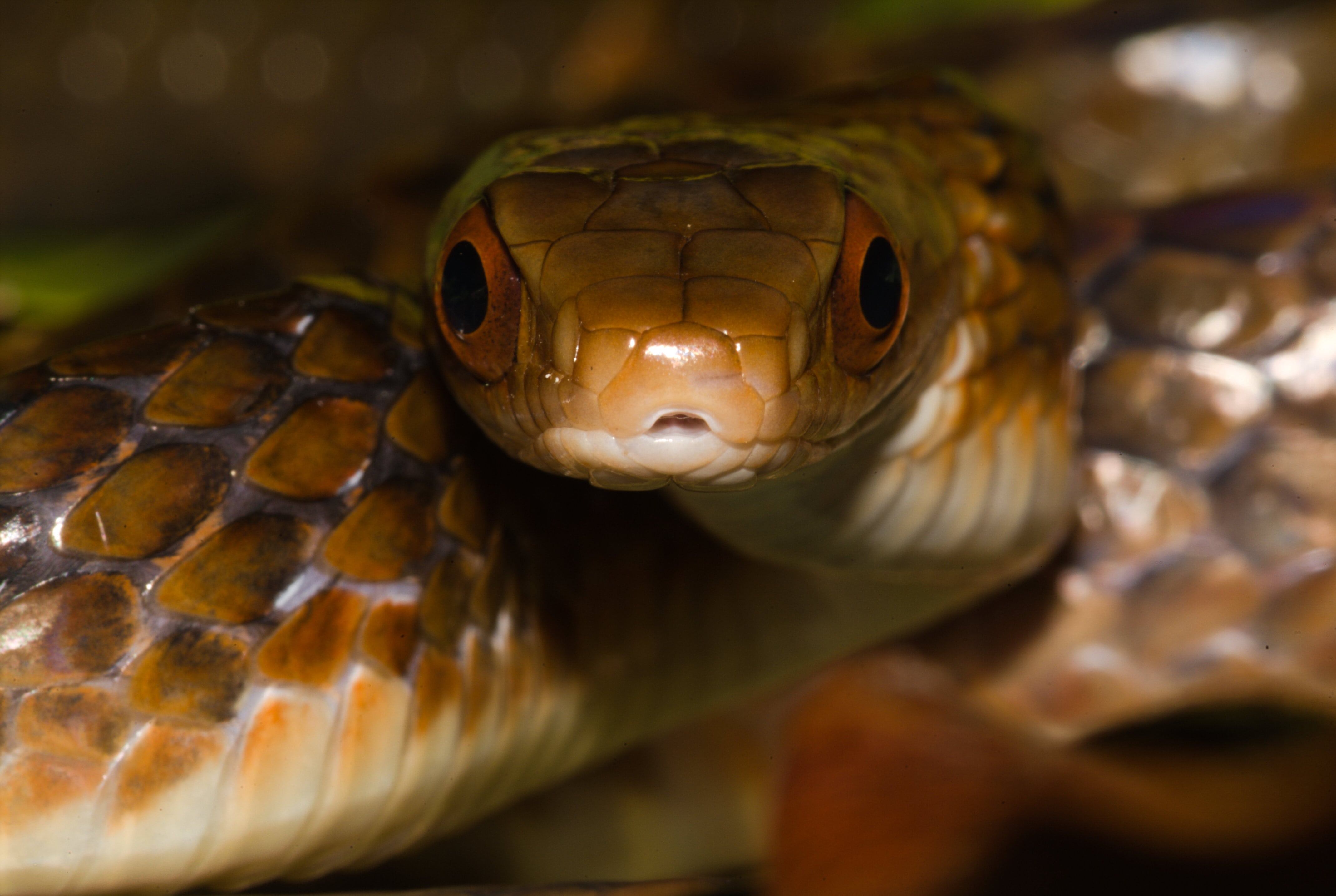 Las culebras no pican, muerden. Tampoco mastican, se tragan a su presa. Los dientes los usan solo para asegurar lo que atrapan. Eso sí, pueden tener hasta 100 dientes en la boca y generar mucho dolor así no sean venenosas. La Chinonius grandiscuamis, conocida como lomo e´machete o matacaballo, no es venenosa. Falan, Tolima.