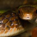 Las culebras no pican, muerden. Tampoco mastican, se tragan a su presa. Los dientes los usan solo para asegurar lo que atrapan. Eso sí, pueden tener hasta 100 dientes en la boca y generar mucho dolor así no sean venenosas. La Chinonius grandiscuamis, conocida como lomo e´machete o matacaballo, no es venenosa. Falan, Tolima.