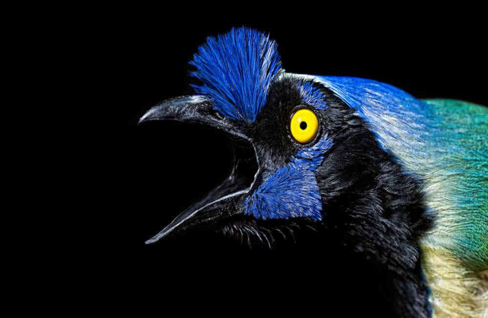 Por las montañas santandereanas es usual ver volar al carriquí verdeamarillo.