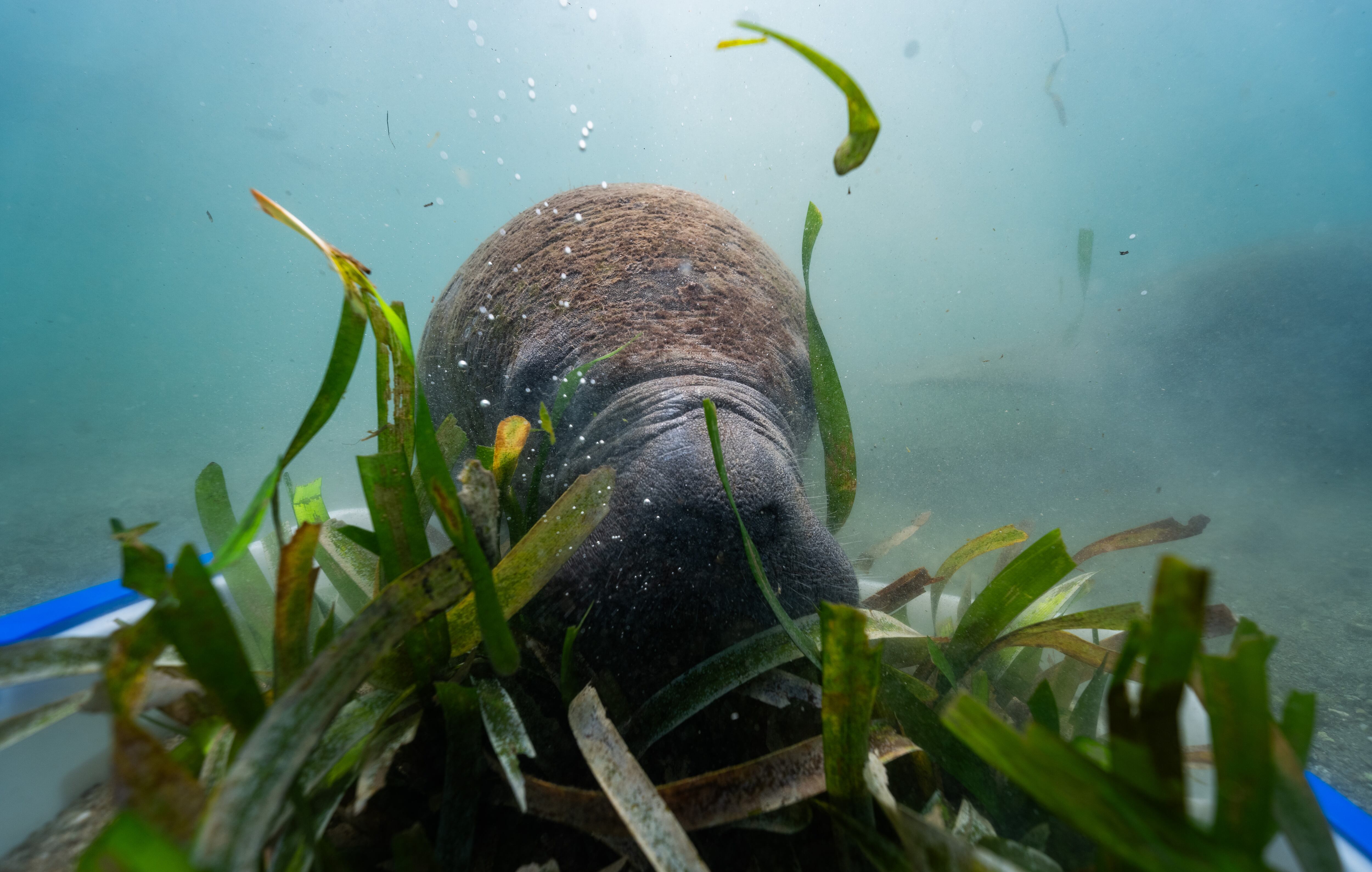 El Centro de Rescate de Fauna Marina, único en Colombia, atiende especies como mamíferos marinos, tiburones, rayas y tortugas. Entre sus iniciativas se destacan la cría y levante de neonatos de tortugas marinas y la rehabilitación de manatíes del Caribe.