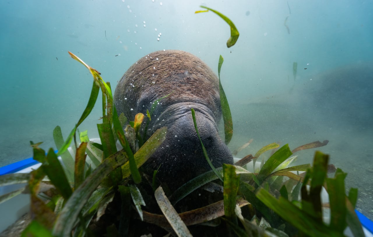 El Centro de Rescate de Fauna Marina, único en Colombia, atiende especies como mamíferos marinos, tiburones, rayas y tortugas. Entre sus iniciativas se destacan la cría y levante de neonatos de tortugas marinas y la rehabilitación de manatíes del Caribe.