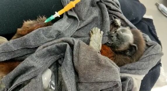 En esa misma localidad fue rescatada una zarigueya