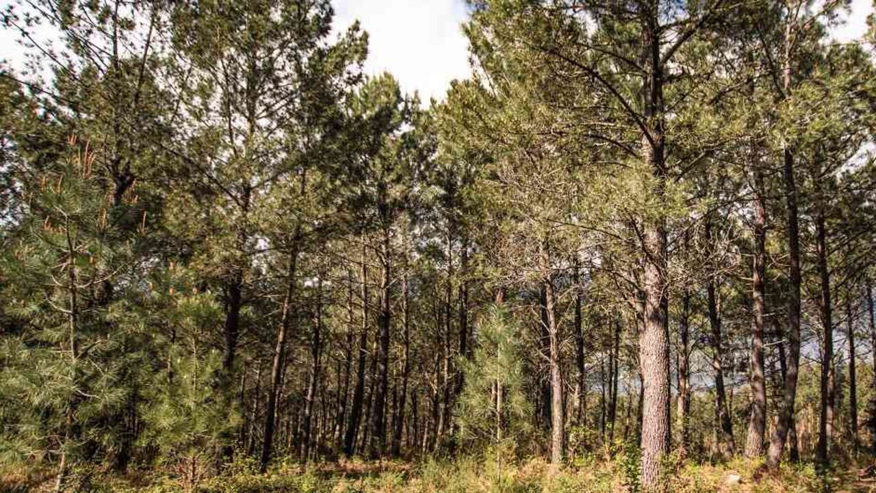 Deforestación anual se redujo en Colombia en 19,2% en 2019