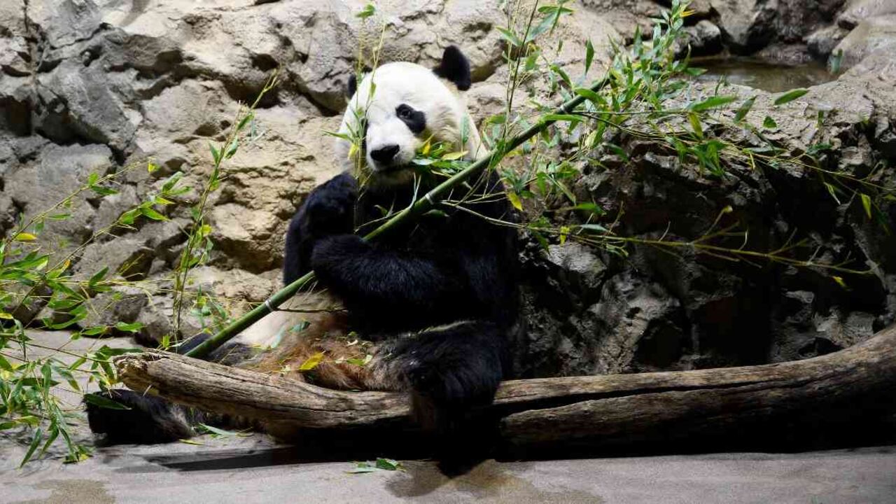 Bei Bei se hizo famoso luego de ser el primer panda en nacer en cautiverio en Estados Unidos. Foto: JIM WATSON/AFP