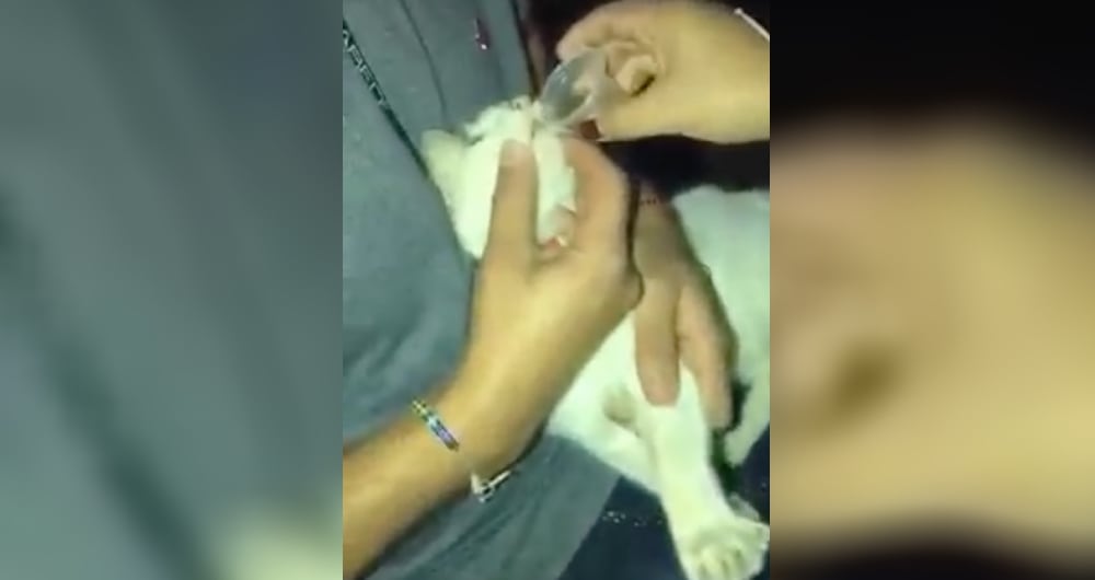 Presunto caso maltrato animal