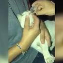 Presunto caso maltrato animal