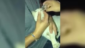 Presunto caso maltrato animal