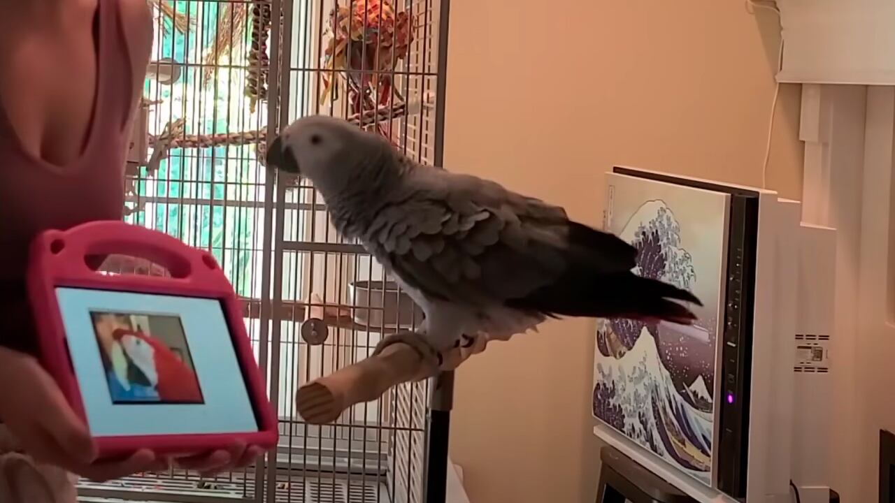 Científicos entrenaron a aves para que se comuniquen usando la tecnología.