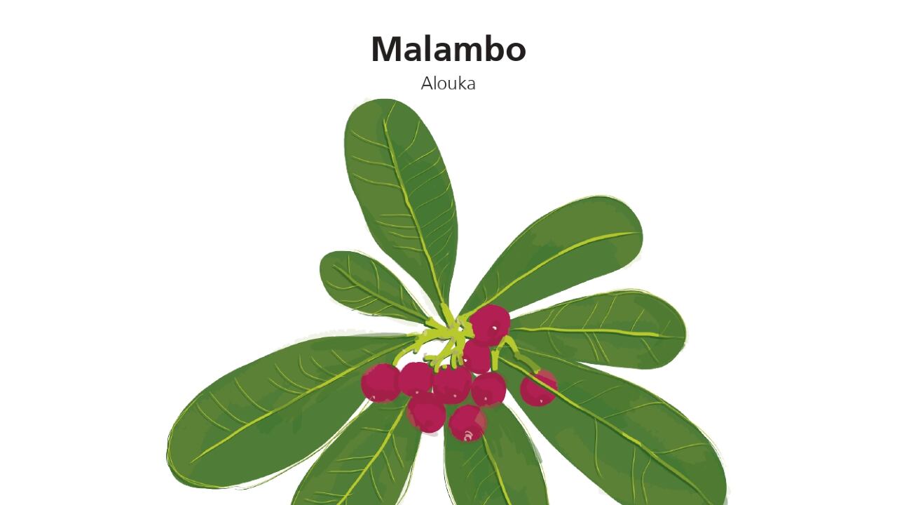 Vademécum de plantas medicinales Wayúu