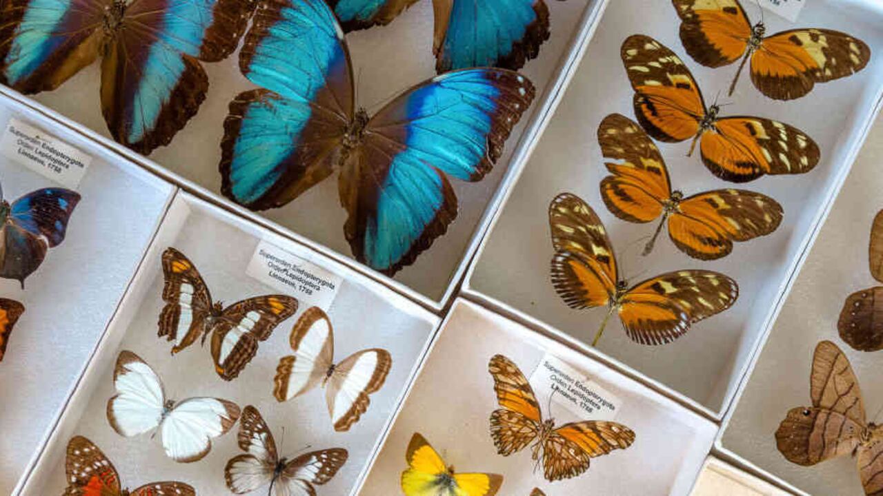 Foto: Felipe Villegas/Instituto Humboldt