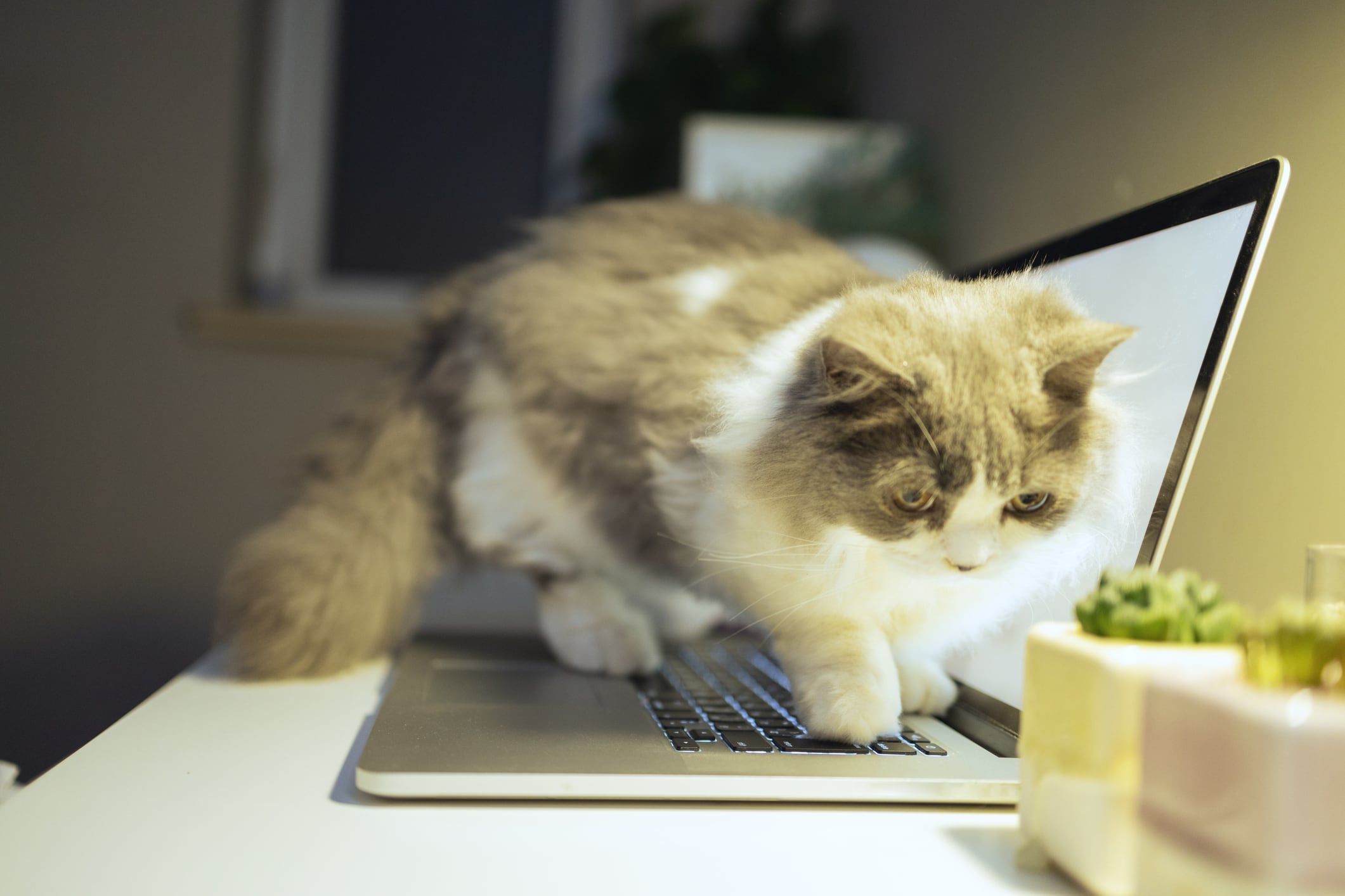 ¿Por qué los gatos suelen ver las pantallas por mucho tiempo?