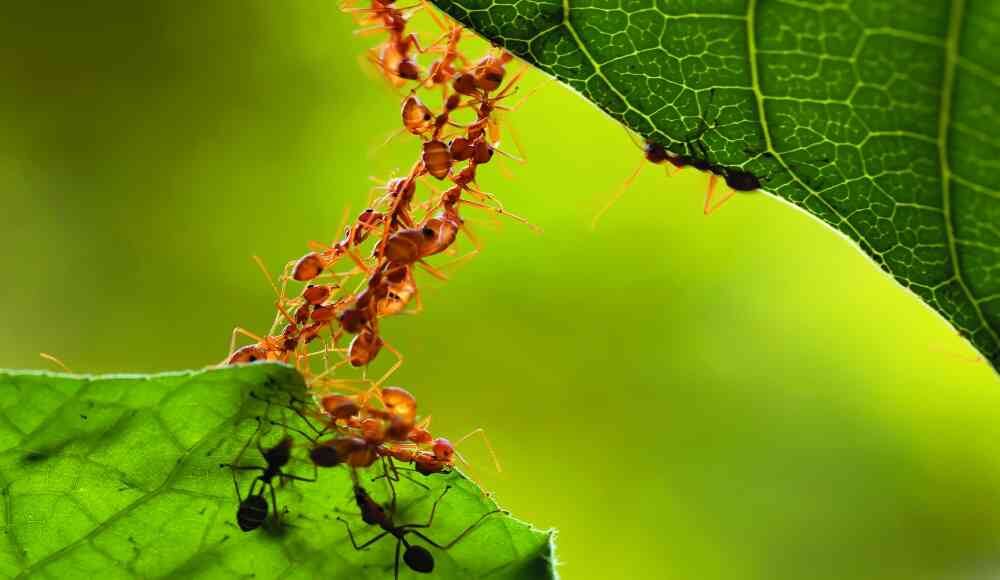 Insecticida con bicarbonato y vinagre.
