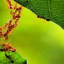 Científicos analizan el sistema organizativo de las hormigas que no depende de ninguna autoridad jerárquica. Foto: Getty.