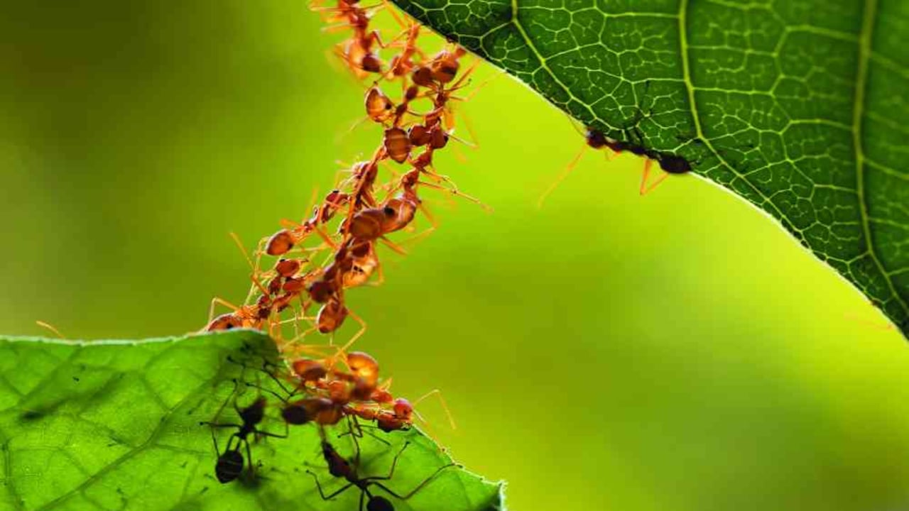 Científicos analizan el sistema organizativo de las hormigas que no depende de ninguna autoridad jerárquica. Foto: Getty.