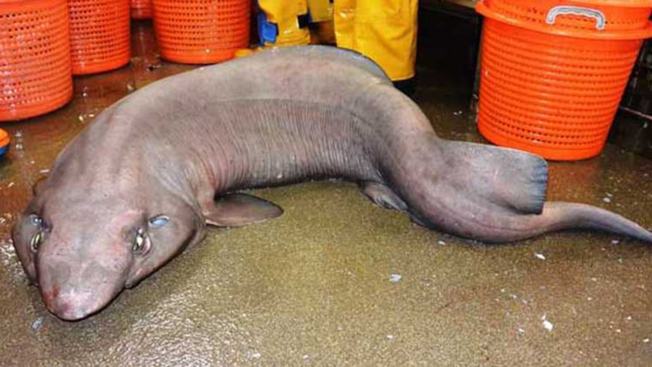 Por segunda vez aparece el tiburón microdon en las costas escocesas.