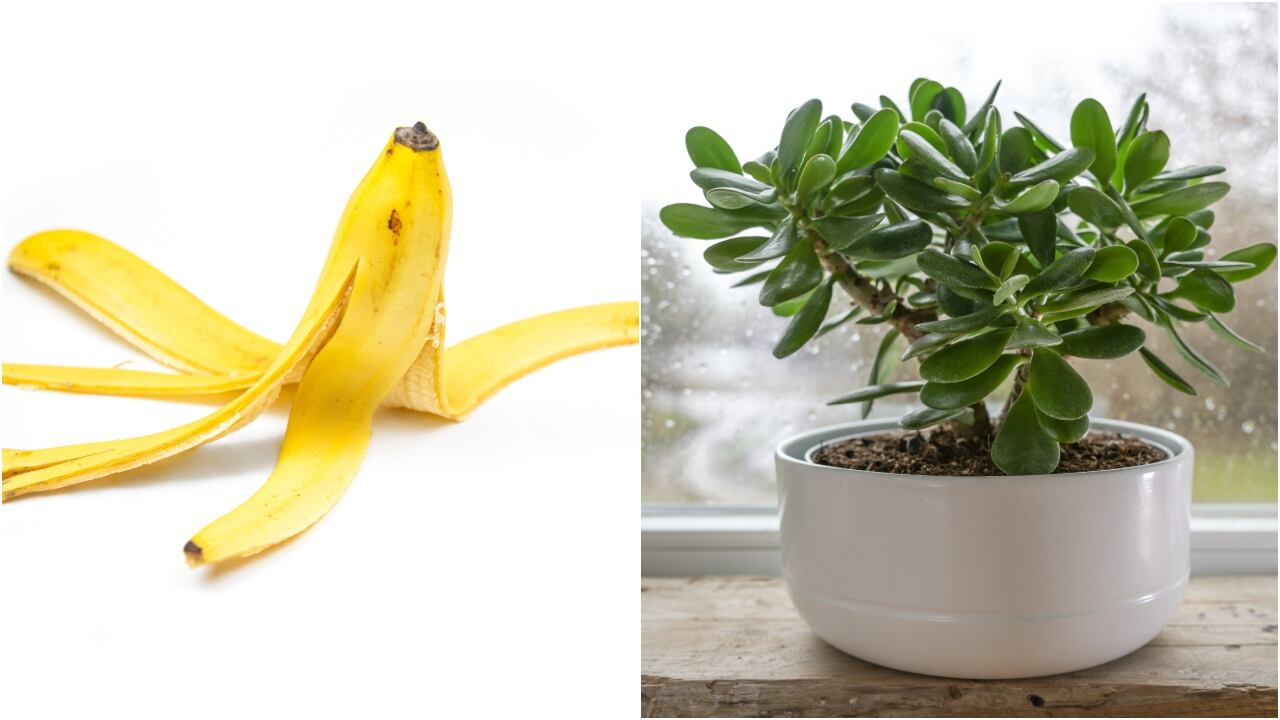Cáscara de banano como abono para el árbol de jade.