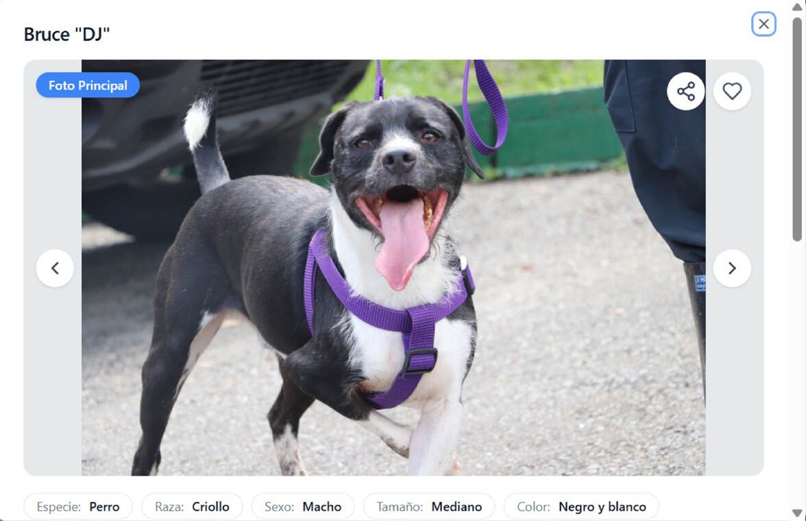 Así puede adoptar a una mascota mediante SabueSOS, la nueva alianza de la Alcaldía de Medellín. Imagen de la - Alcaldía de Medellín