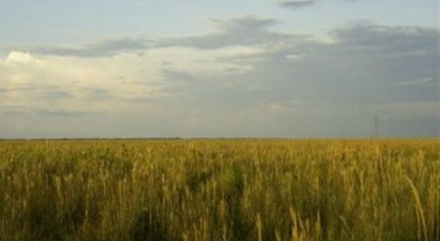 Altillanura colombiana 