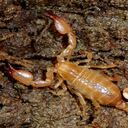 Plaga de escorpiones deja más de 500 personas afectadas en Egipto.