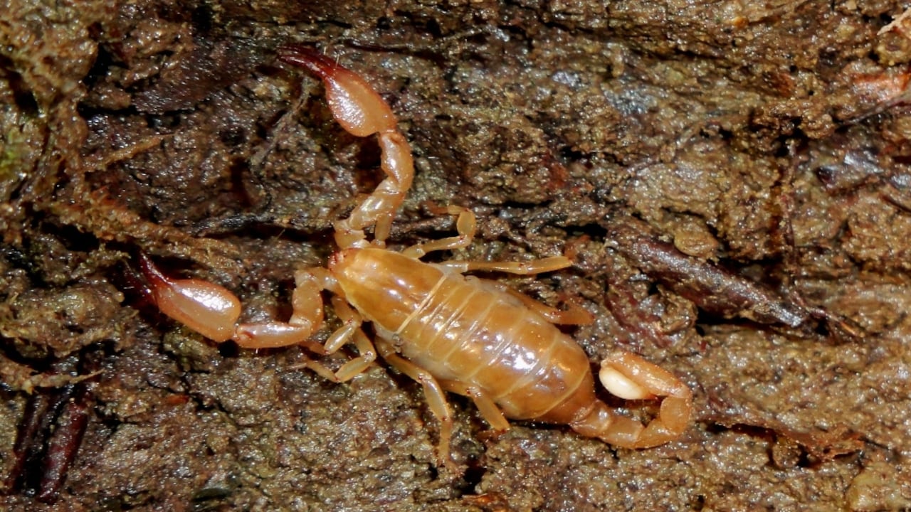 Plaga de escorpiones deja más de 500 personas afectadas en Egipto.