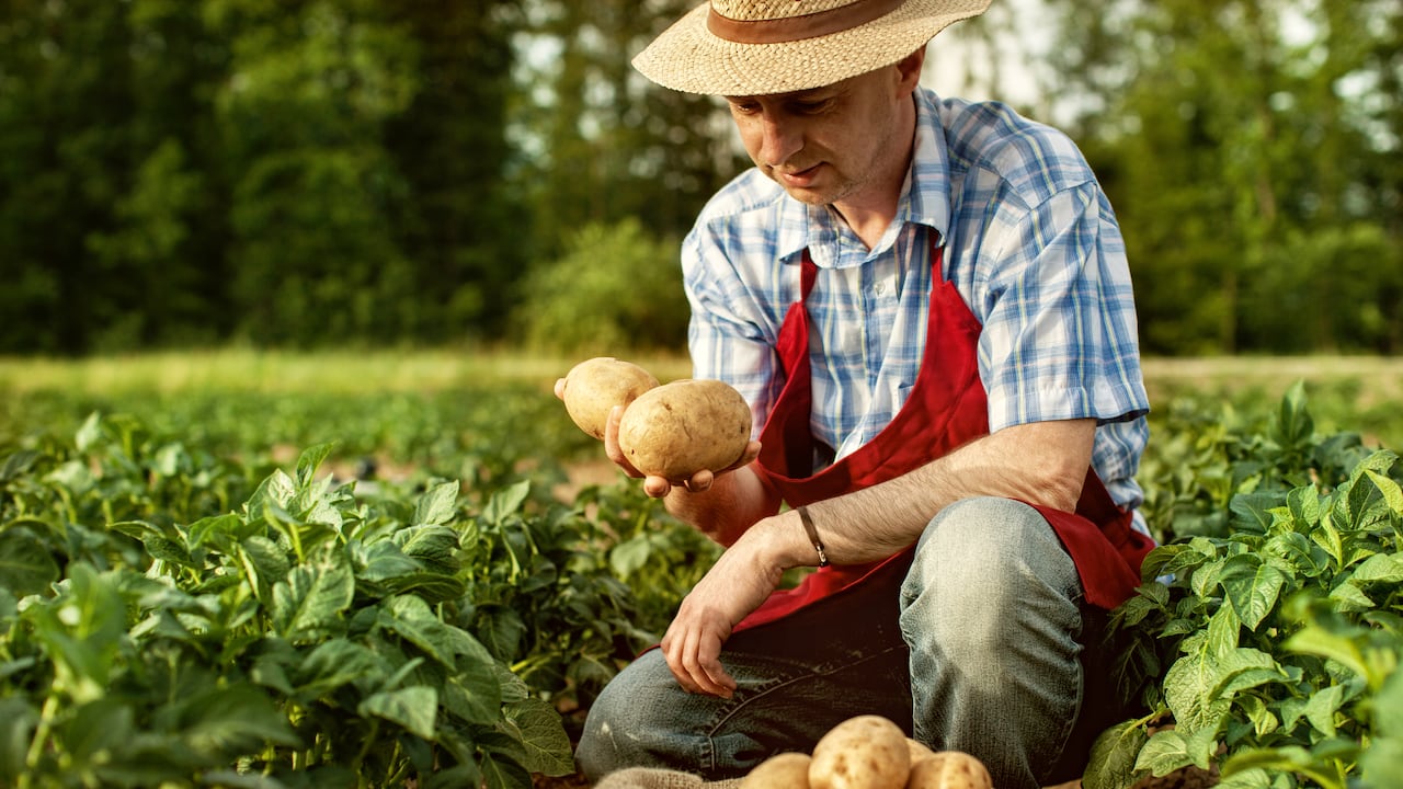 Precio de la papa este 25 de marzo en Corabastos.