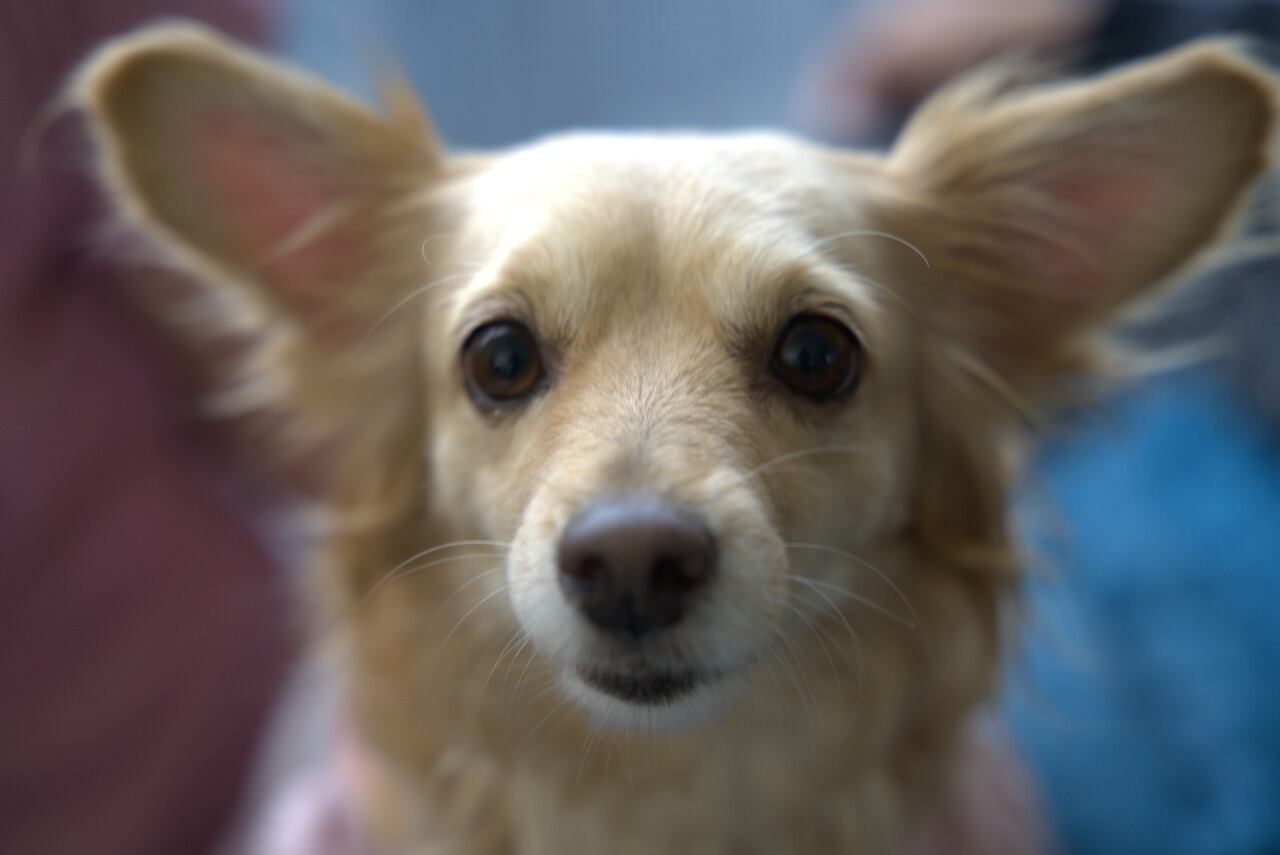 El Centro de Bienestar Animal de Cali, CBA, dio a conocer las medidas que implementa duranta este temporada navideña para proteger a los 120 animales de su albergue, del estrés y daño que genera la pólvora.