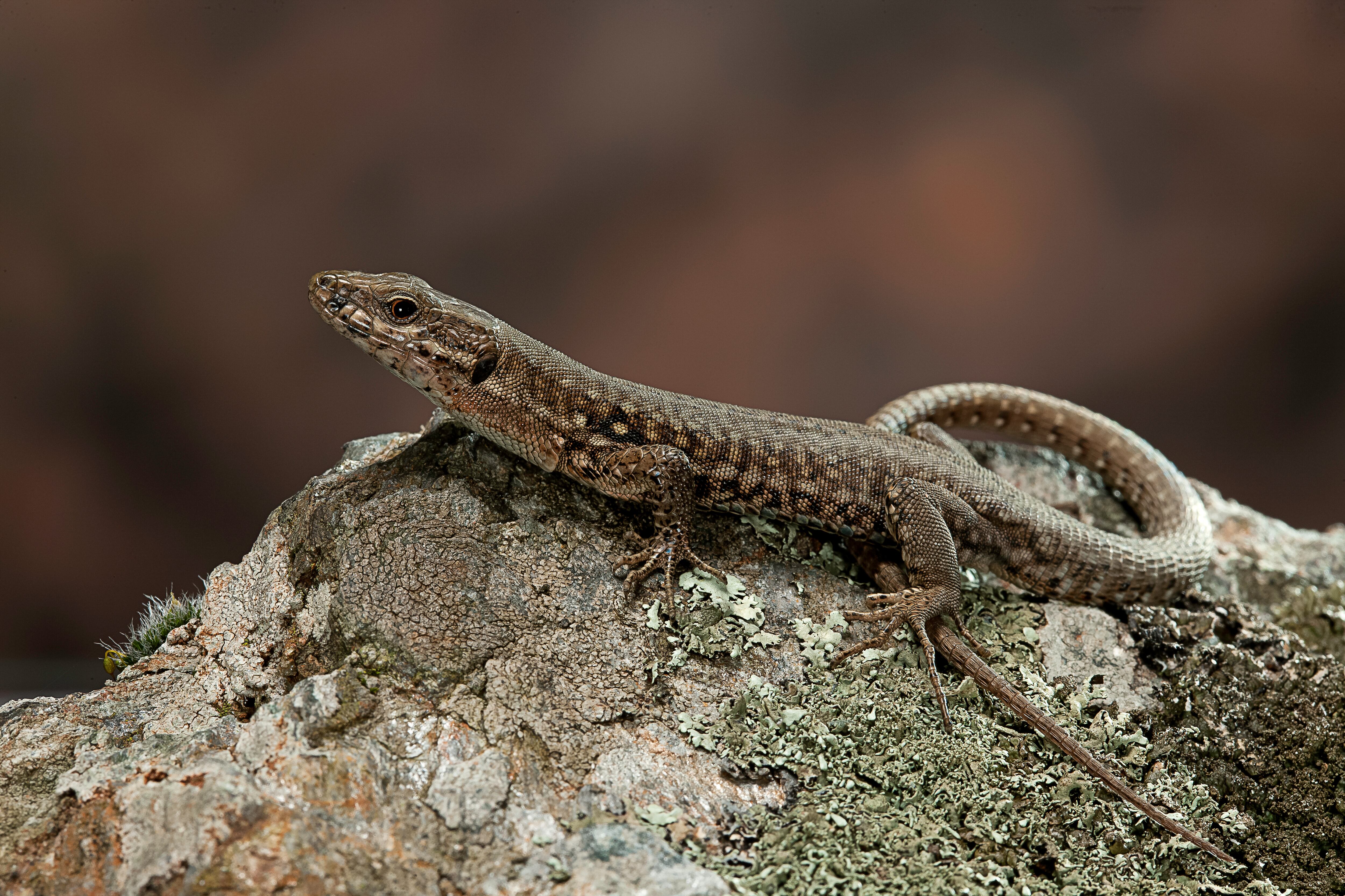 Estos animales no transmiten enfermedades de manera directa a las personas.