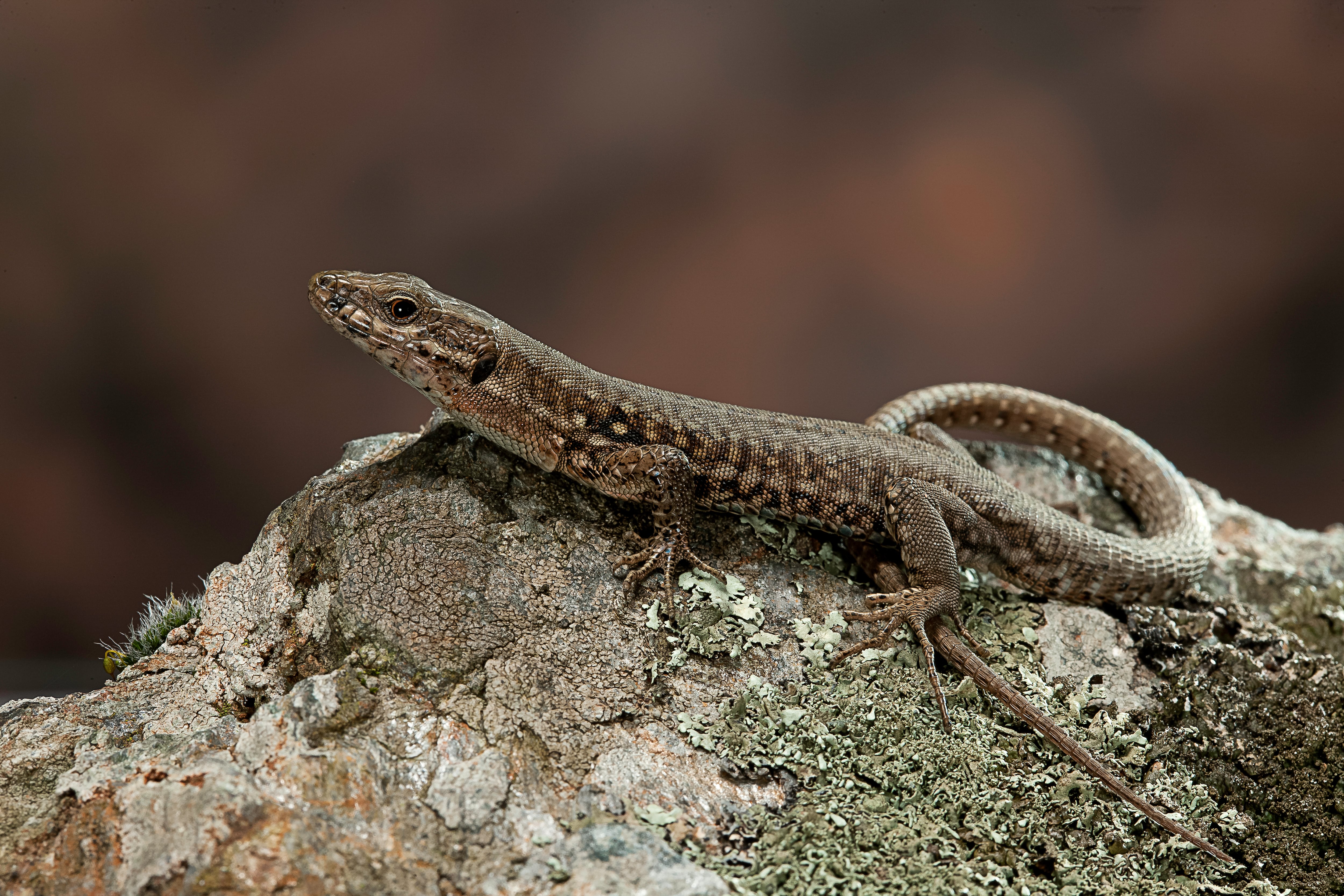 Estos animales no transmiten enfermedades de manera directa a las personas.